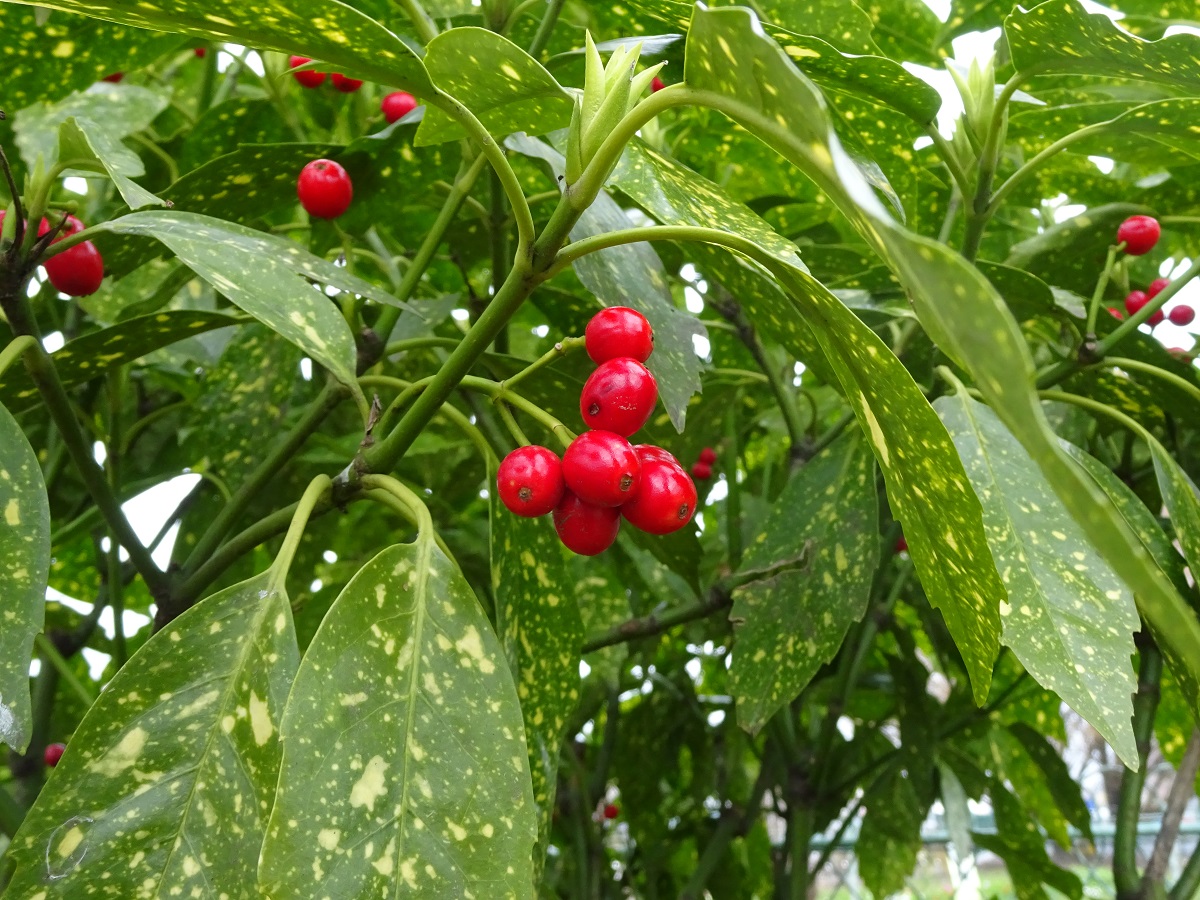 Aucuba japonica (Cornaceae)